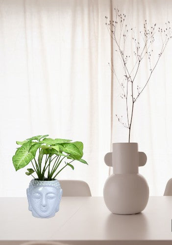 Buddha planter