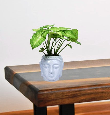 Buddha planter