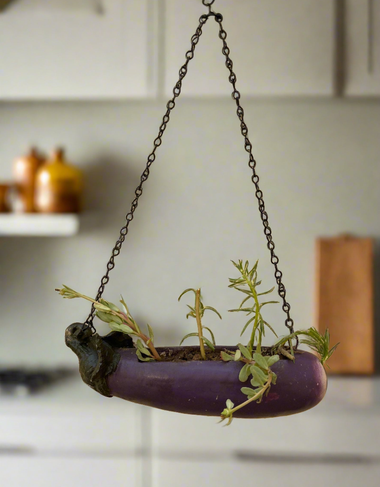 Brinjal Koala hanging pot