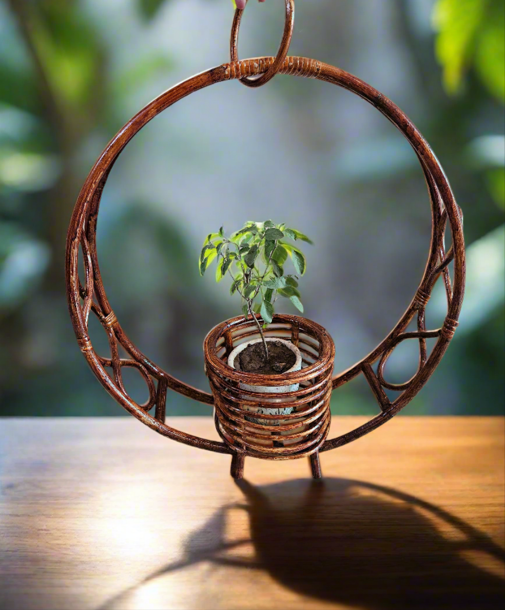 Cane planters 1