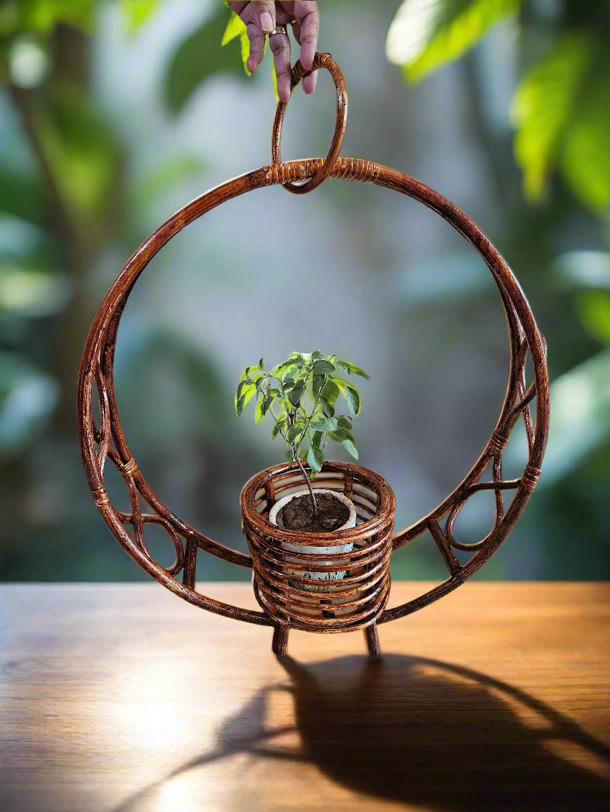 Cane planters 1