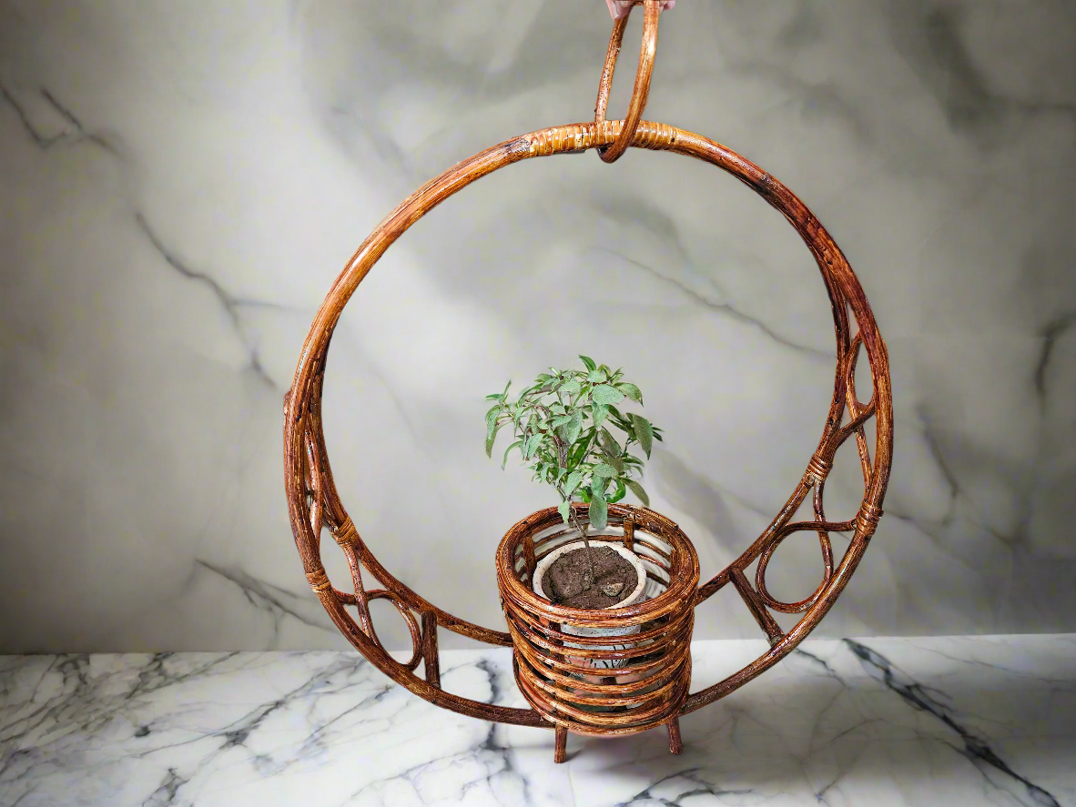 Cane planters 1