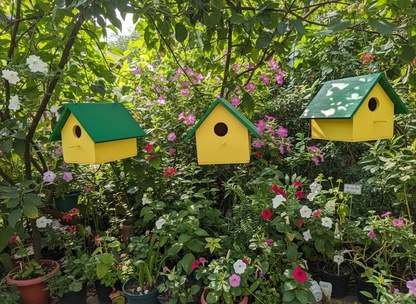 Birdhouse Colourful