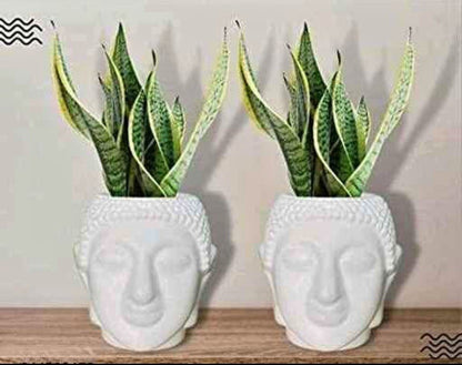 Buddha planter