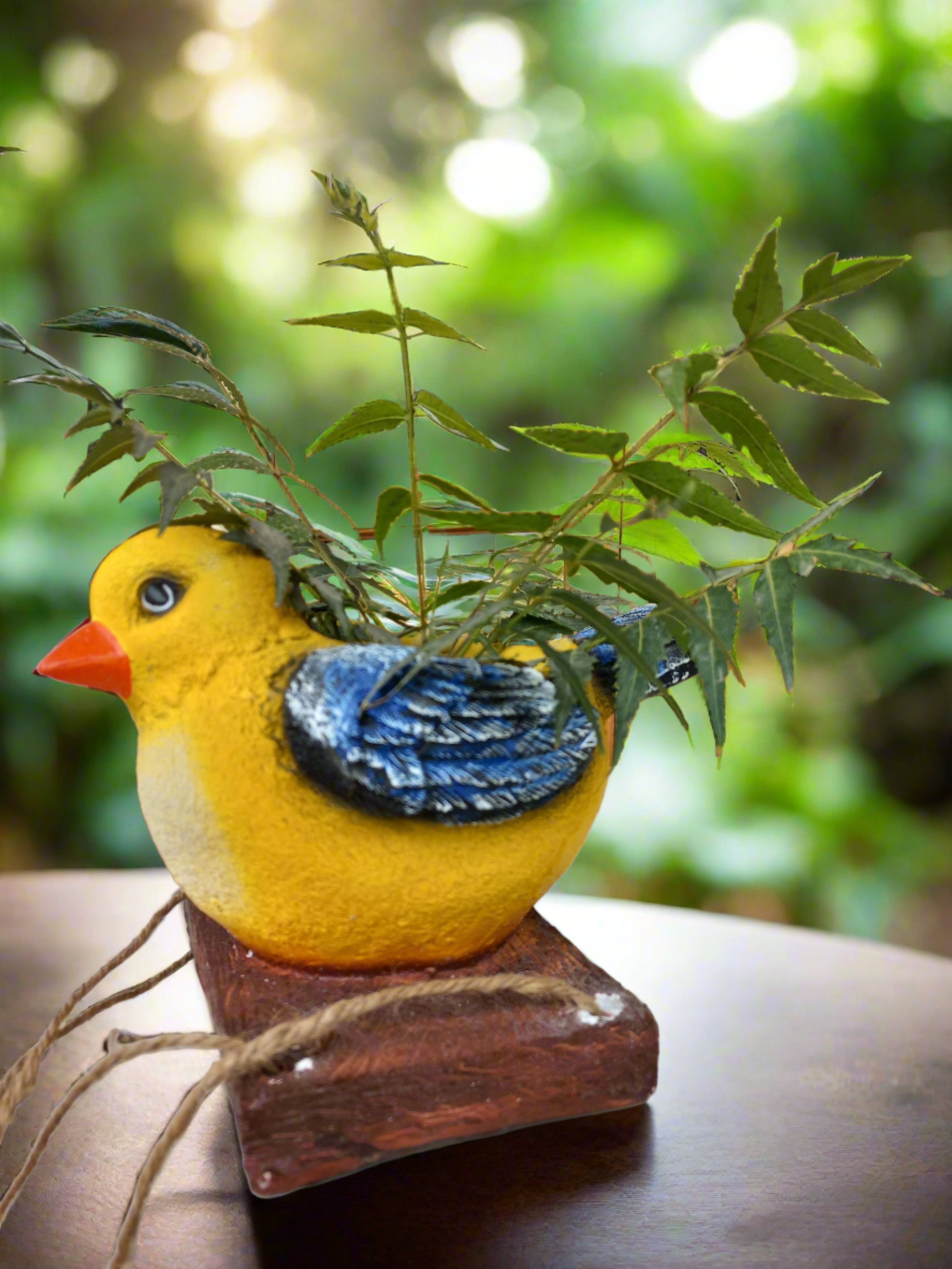 Canary