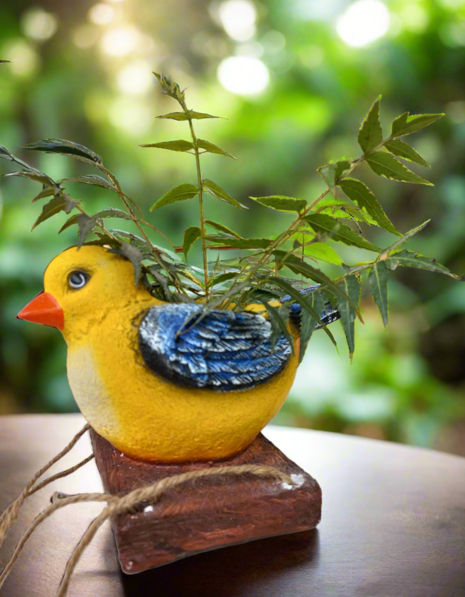 Canary