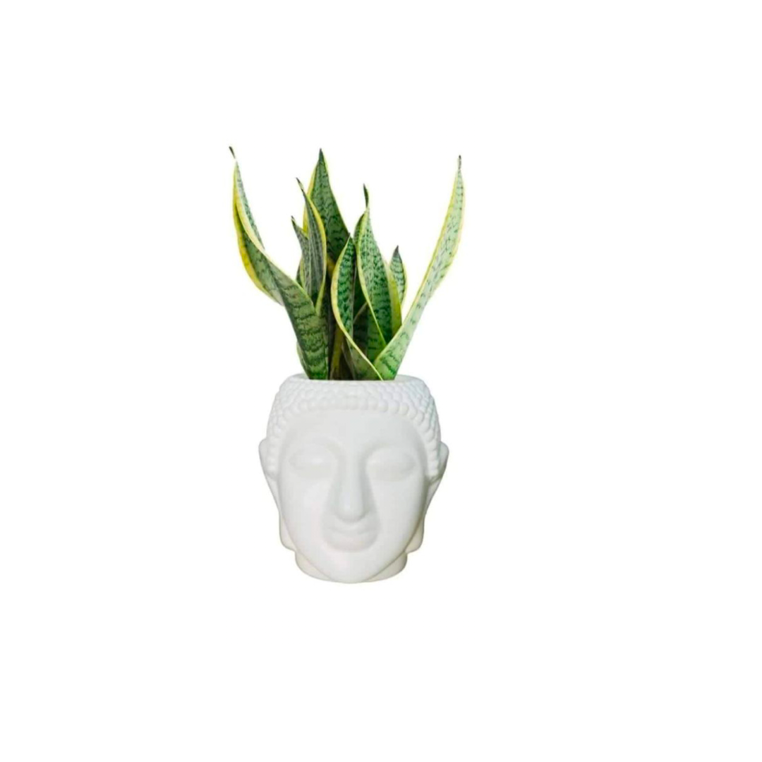 Buddha planter