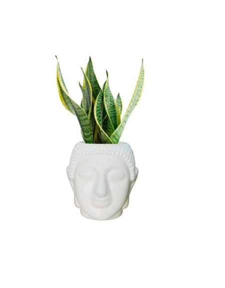 Buddha planter