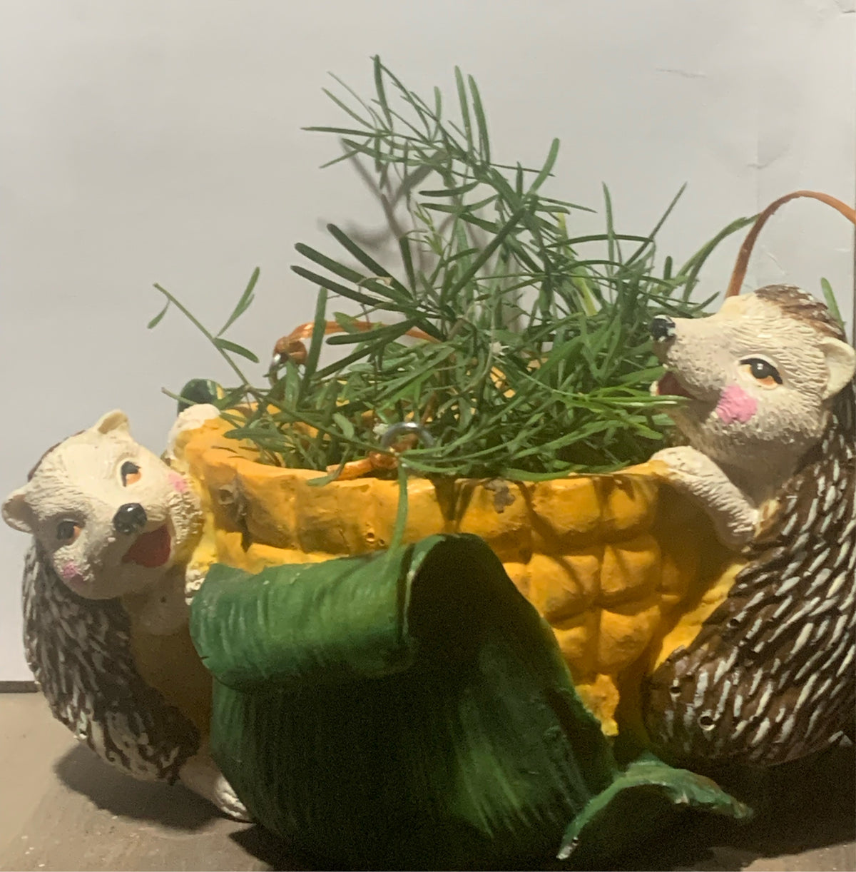 Hedgehoge Twins on corn