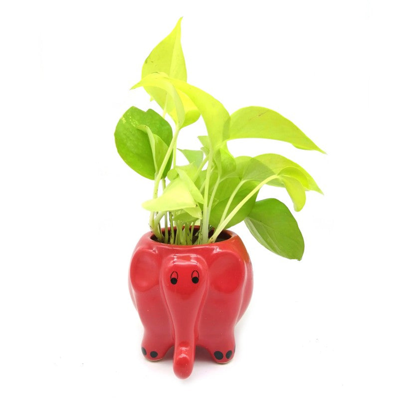 Elephant planter